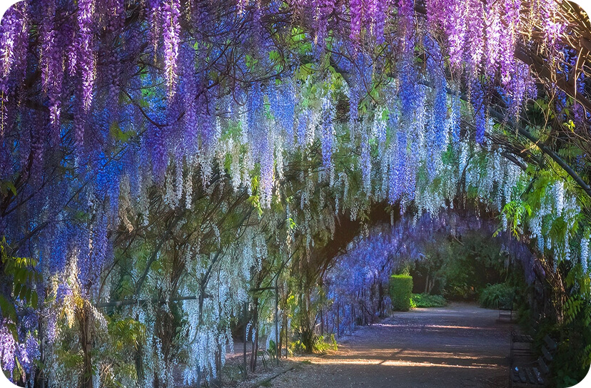 Adelaide_Botanic_Garden