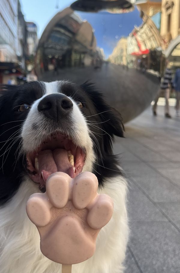 Dog with Pup Pop icecream