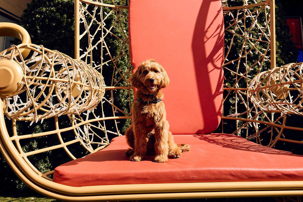 Pup on Santa's Jolly Throne in Rundle Mall