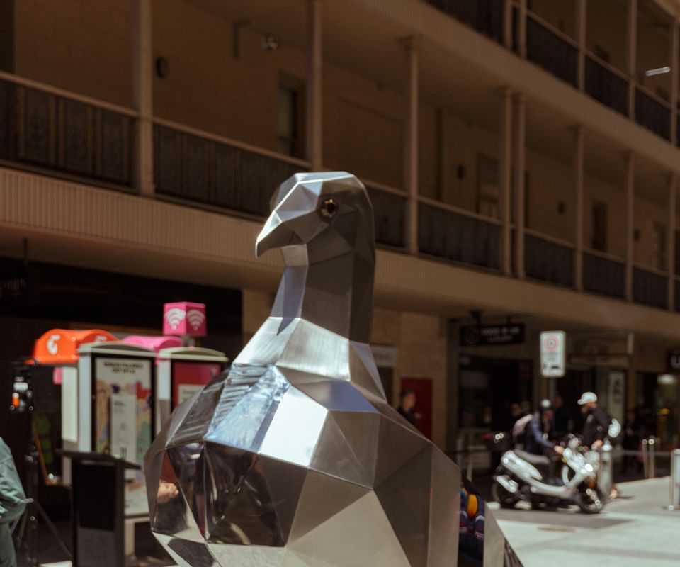 Pigeon in Gawler Place