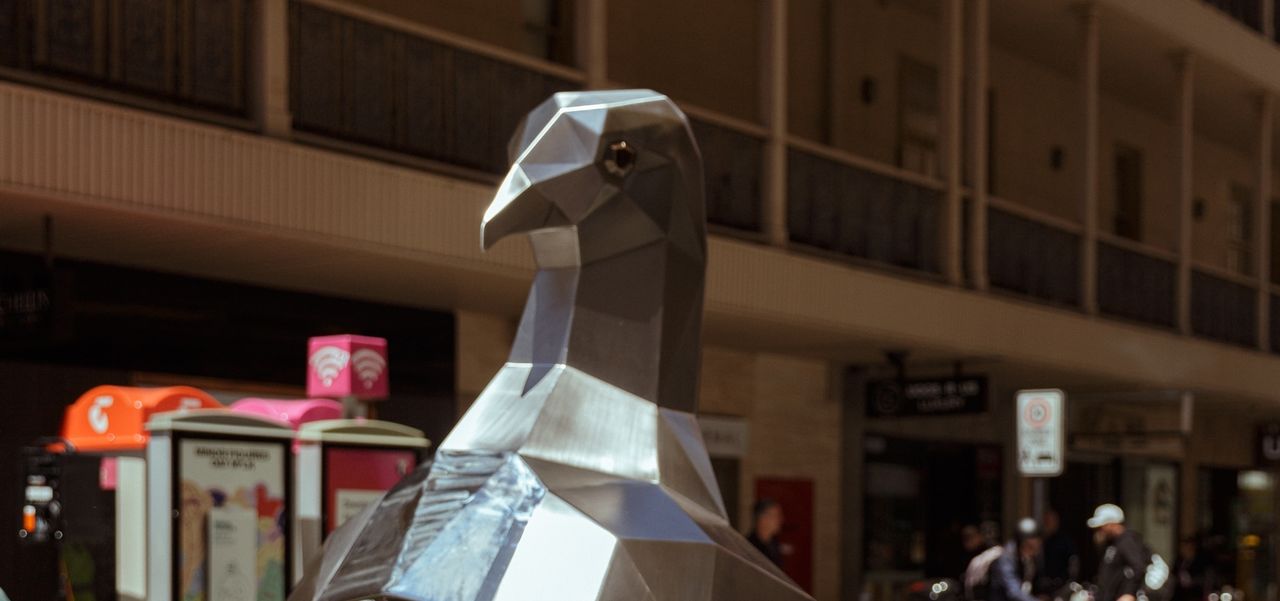 Pigeon in Gawler Place