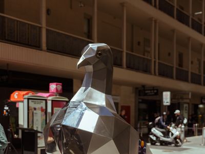 Pigeon in Gawler Place