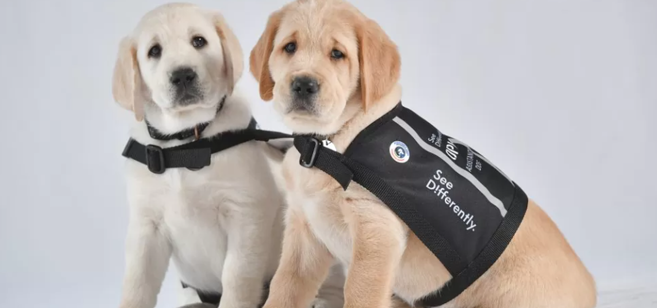 Guide Dogs